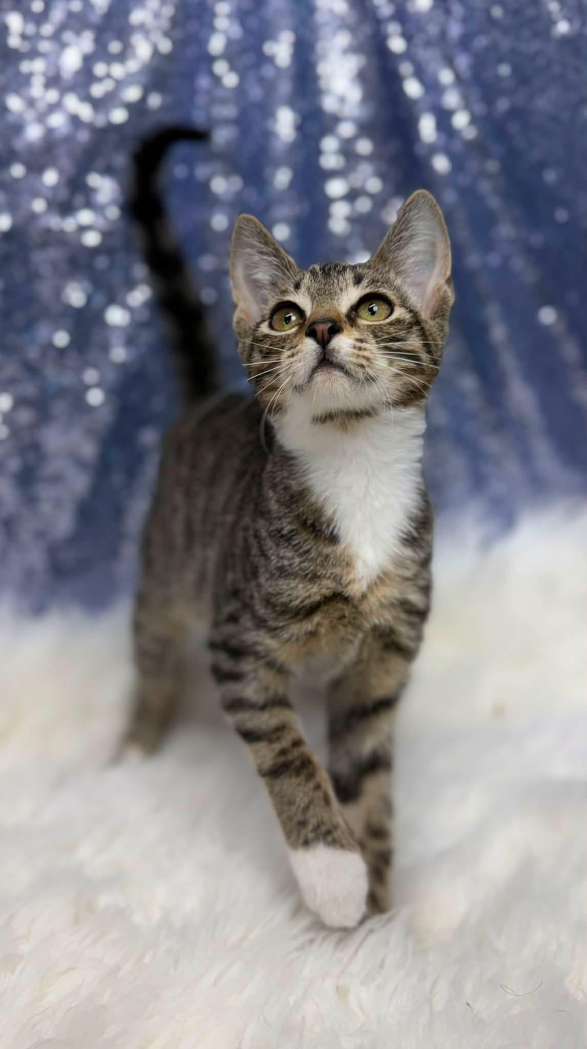 Maxon, Adopted, Young Male Domestic Short Hair.