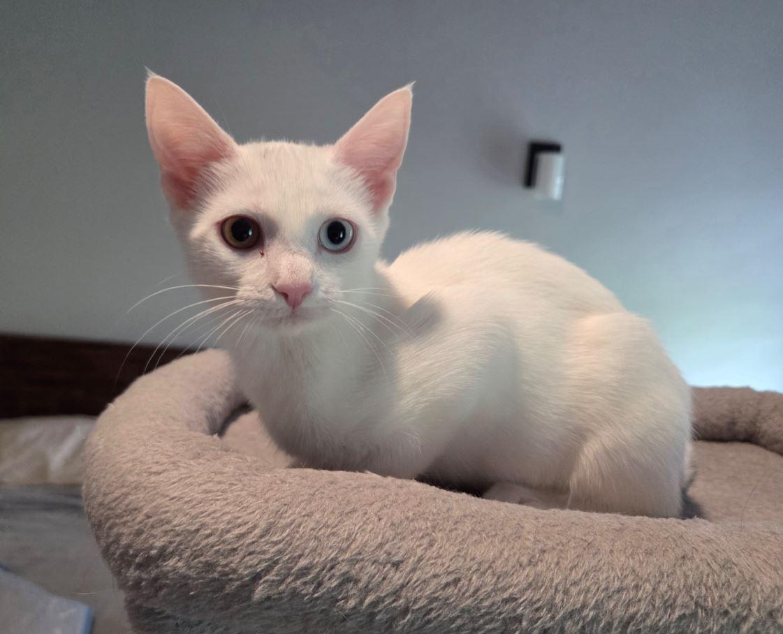 Calista, Adopted, Young Female Domestic Short Hair.