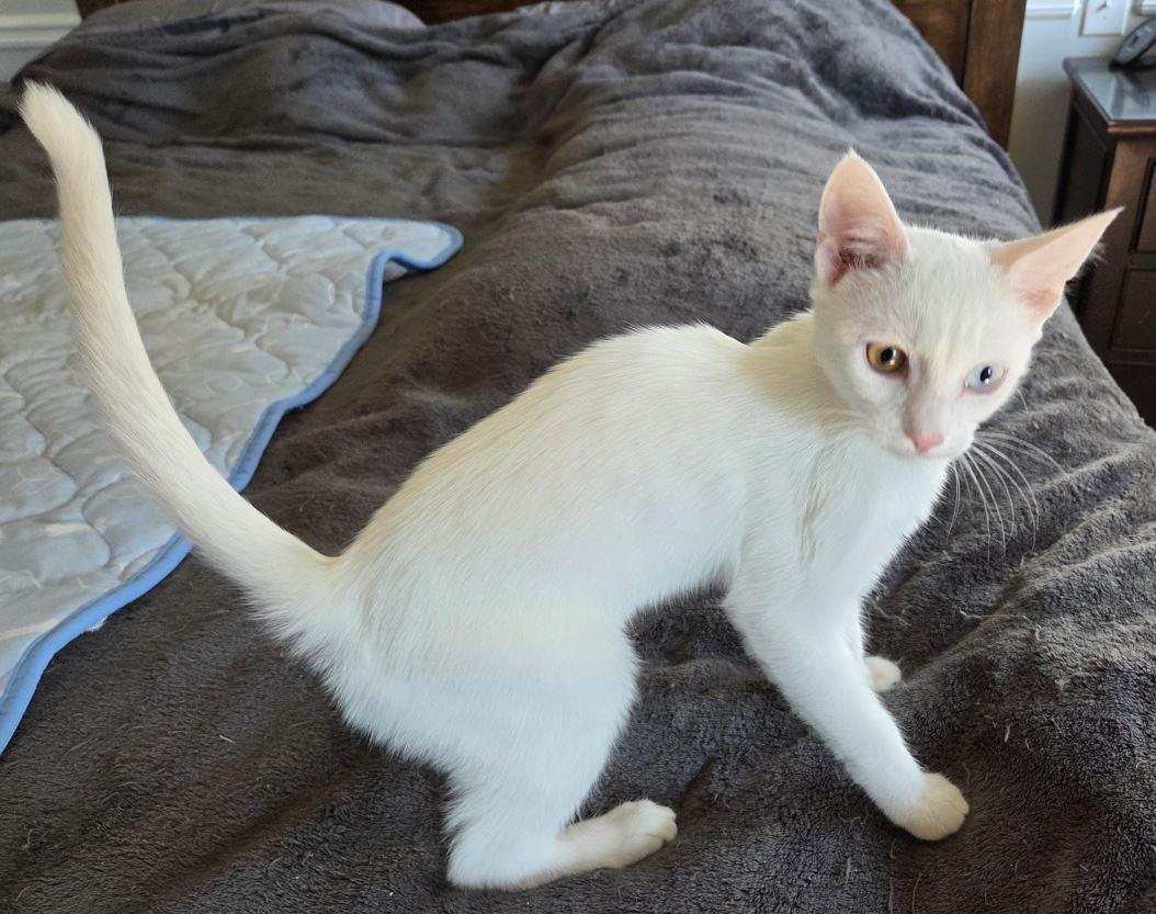 Enlarge Calista, a Adopted Domestic Short Hair in Easley, SC image 2/4