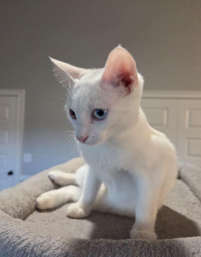 Enlarge Calista, a Adopted Domestic Short Hair in Easley, SC image 4/4