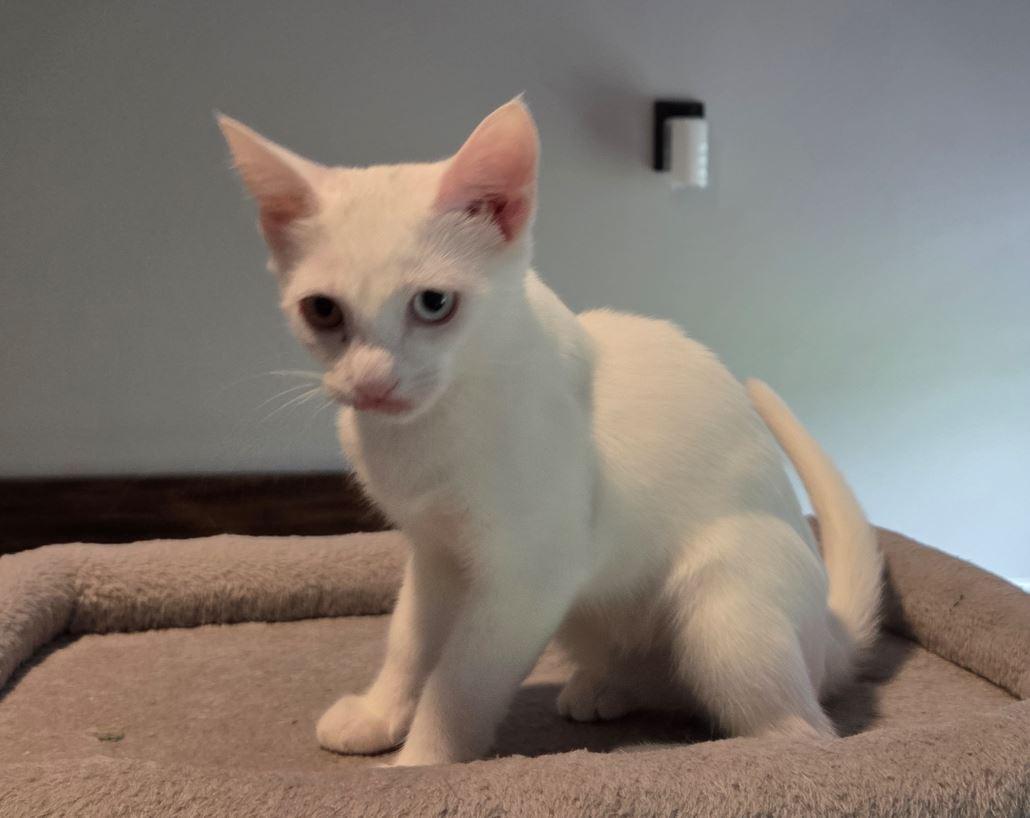 Enlarge Calista, a Adopted Domestic Short Hair in Easley, SC image 3/4