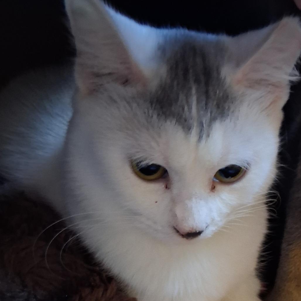 Blueberry Slice, Adoptable, Young Female Domestic Short Hair.