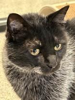 Zoboomafoo, ADOPTABLE, Adult Male Domestic Short Hair.