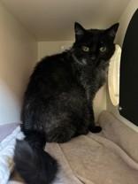 Enlarge Zoboomafoo, a ADOPTABLE Domestic Short Hair in Hamilton, MT image 4/4