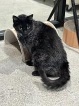 Enlarge Zoboomafoo, a ADOPTABLE Domestic Short Hair in Hamilton, MT image 3/4