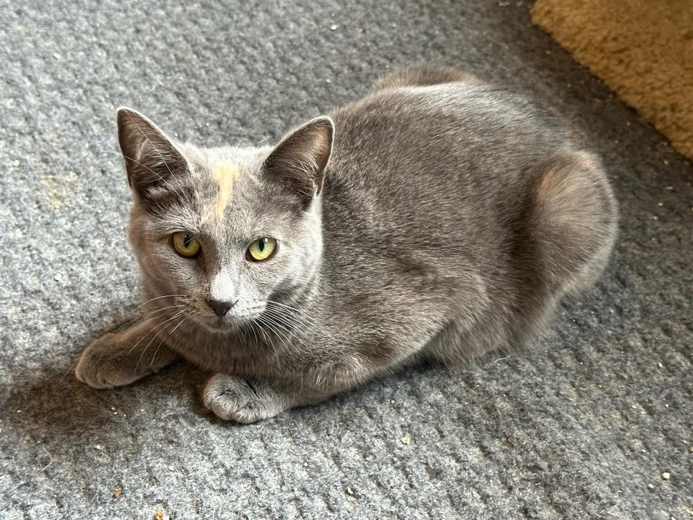 Enlarge Spice, a Adoptable mixed breed in Vancouver, WA image 1/2