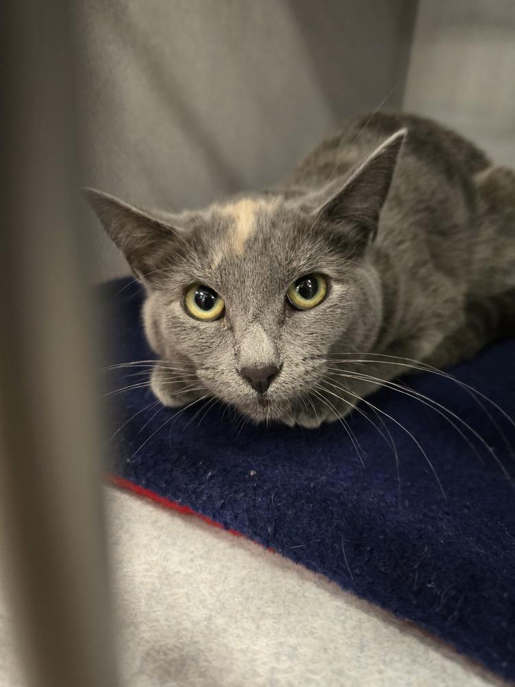 Enlarge Spice, a Adoptable mixed breed in Vancouver, WA image 2/2