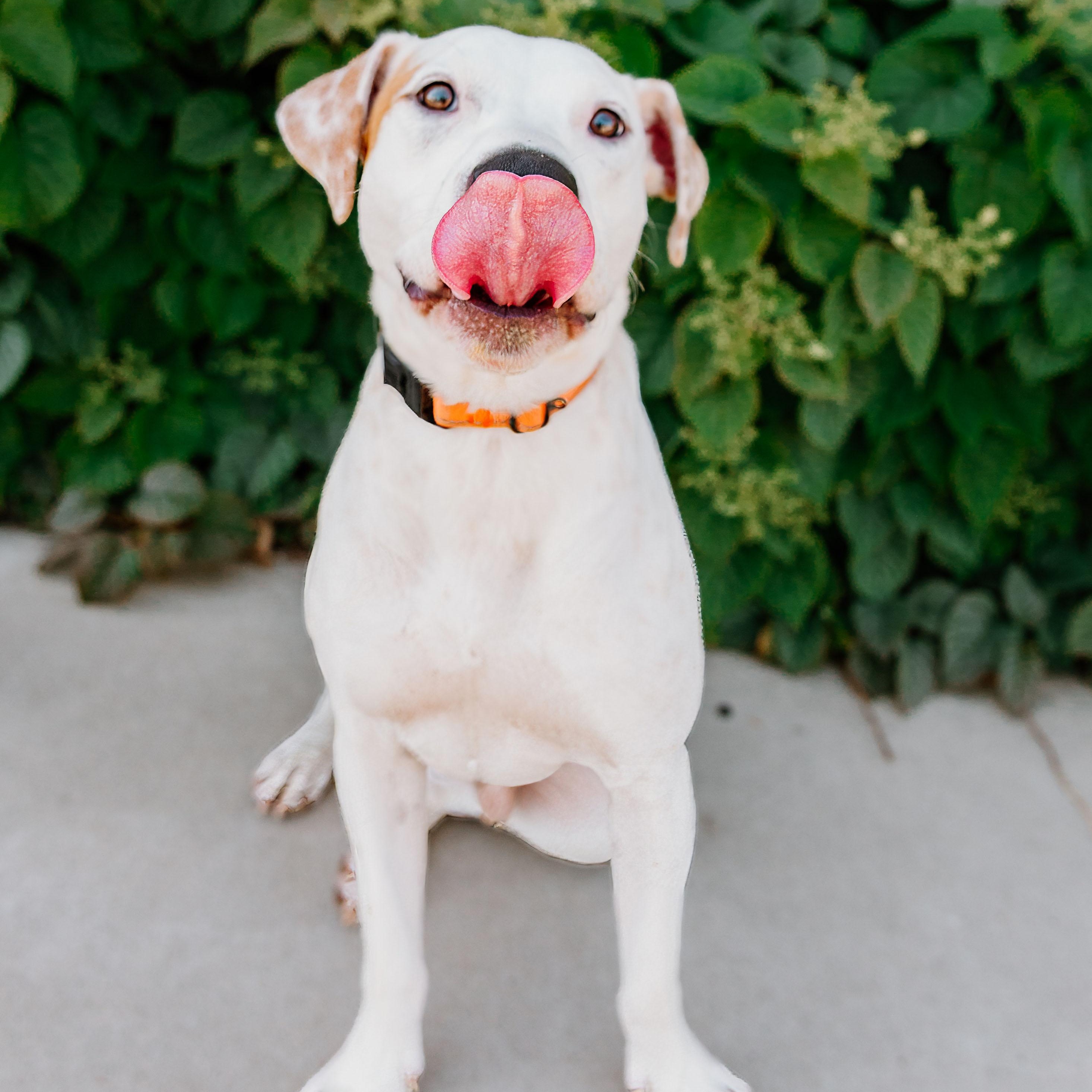 Enlarge Zeus, a ADOPTABLE mixed breed in Rock Hill, SC image 4/6