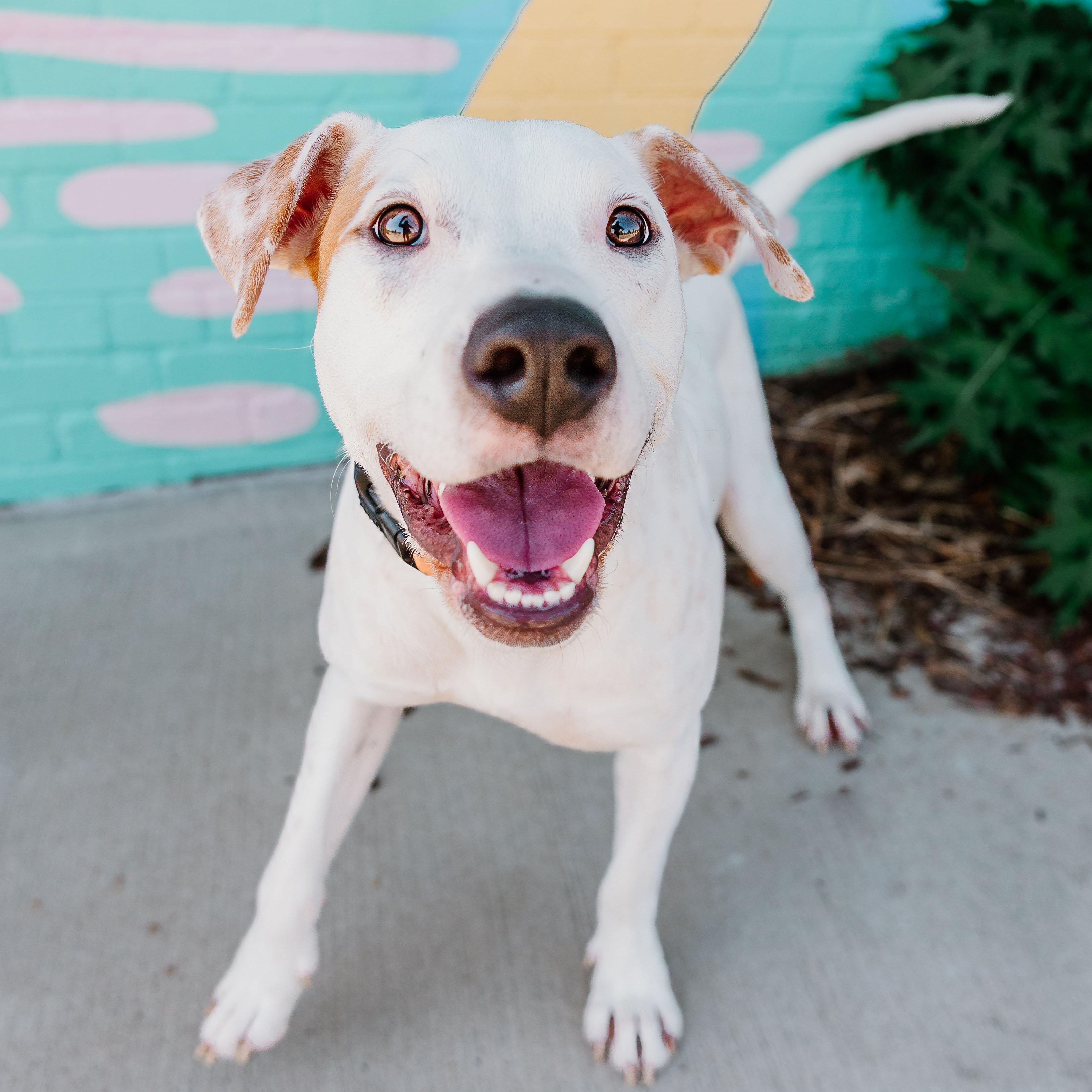 Enlarge Zeus, a ADOPTABLE mixed breed in Rock Hill, SC image 3/6