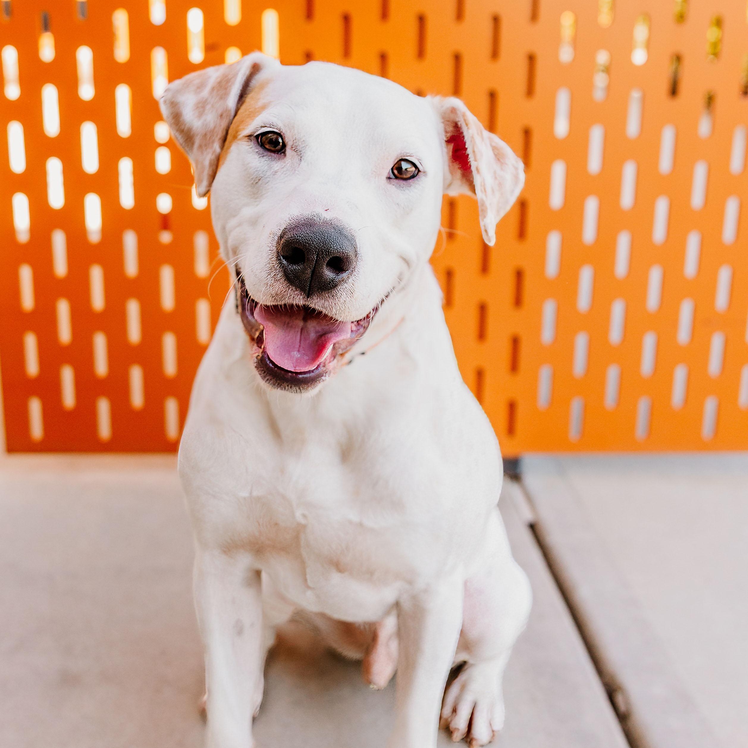 Enlarge Zeus, a ADOPTABLE mixed breed in Rock Hill, SC image 5/6