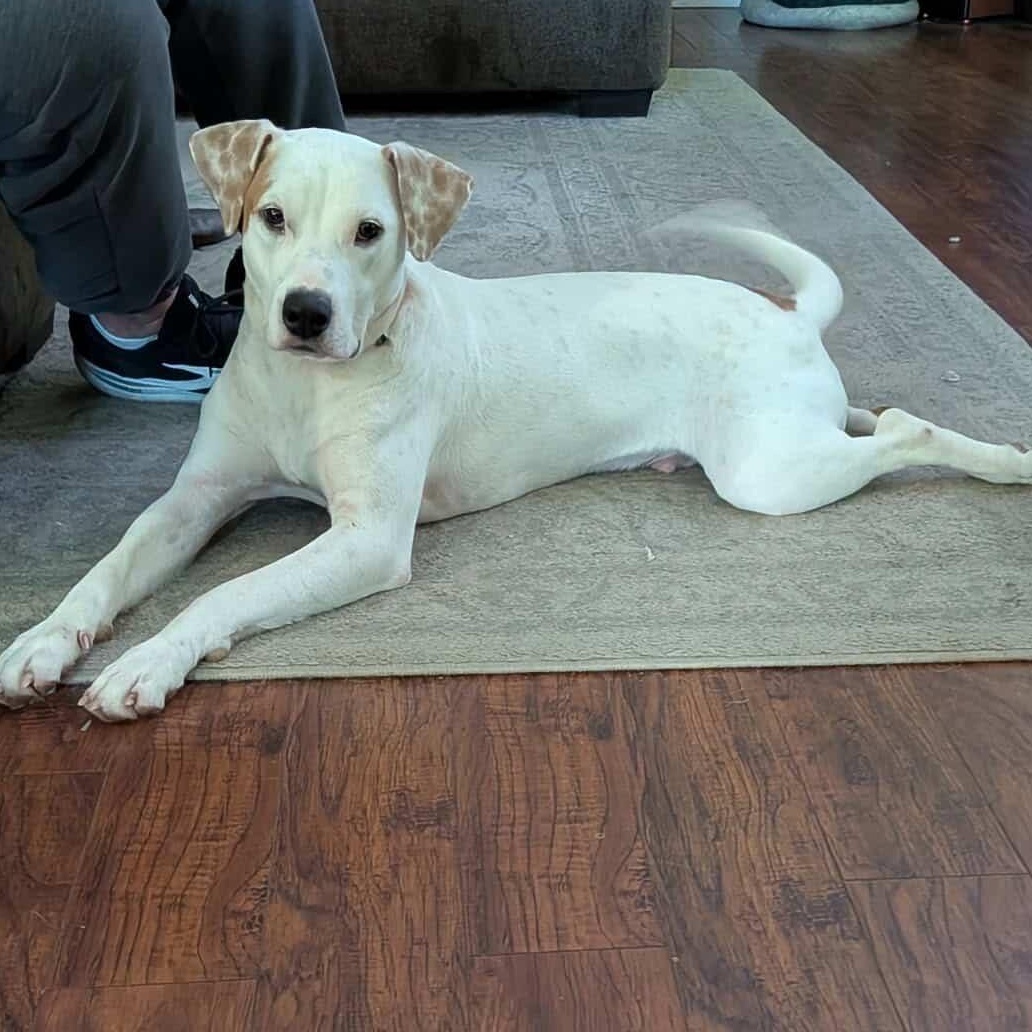 Enlarge Zeus, a ADOPTABLE mixed breed in Rock Hill, SC image 2/6