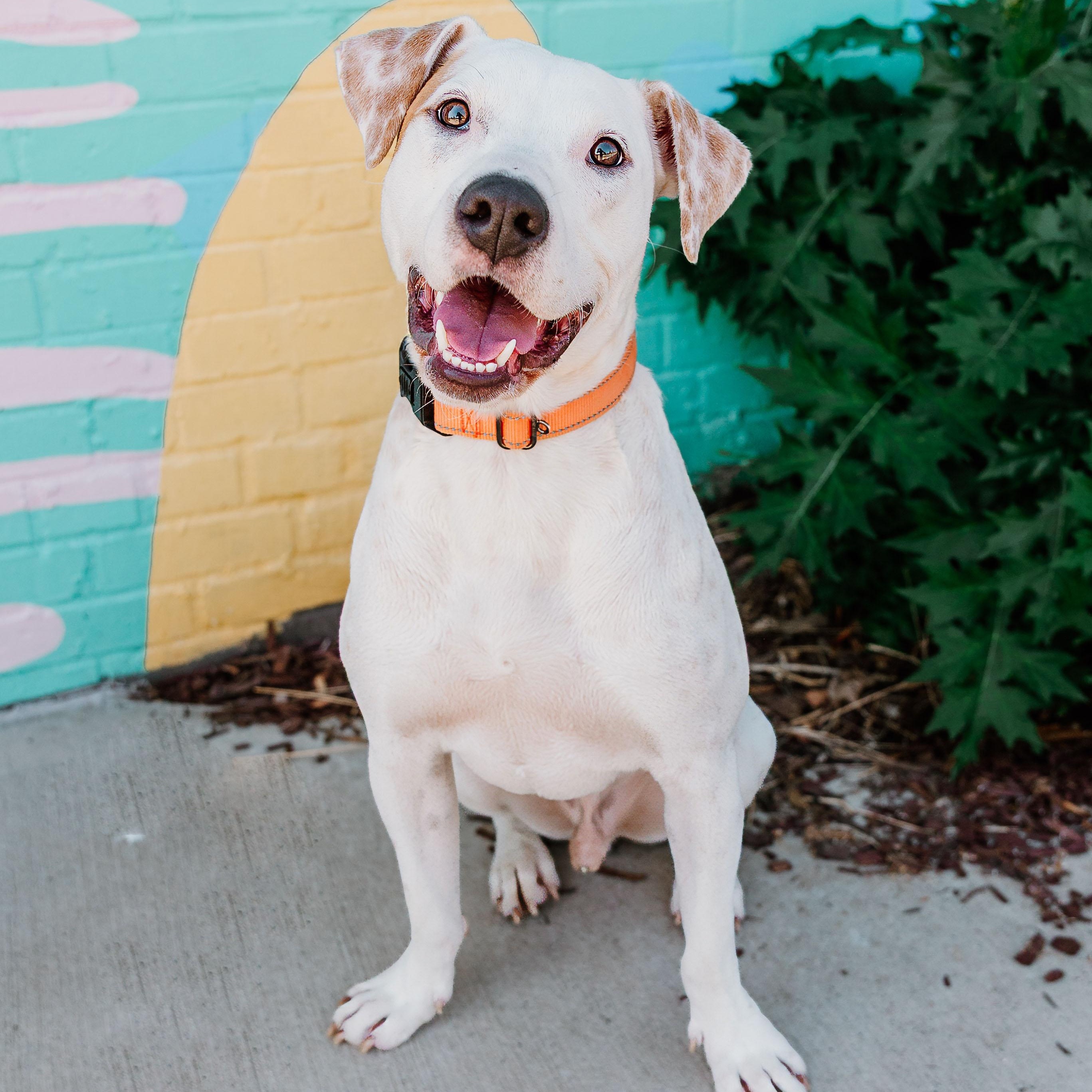 Enlarge Zeus, a ADOPTABLE mixed breed in Rock Hill, SC image 1/6