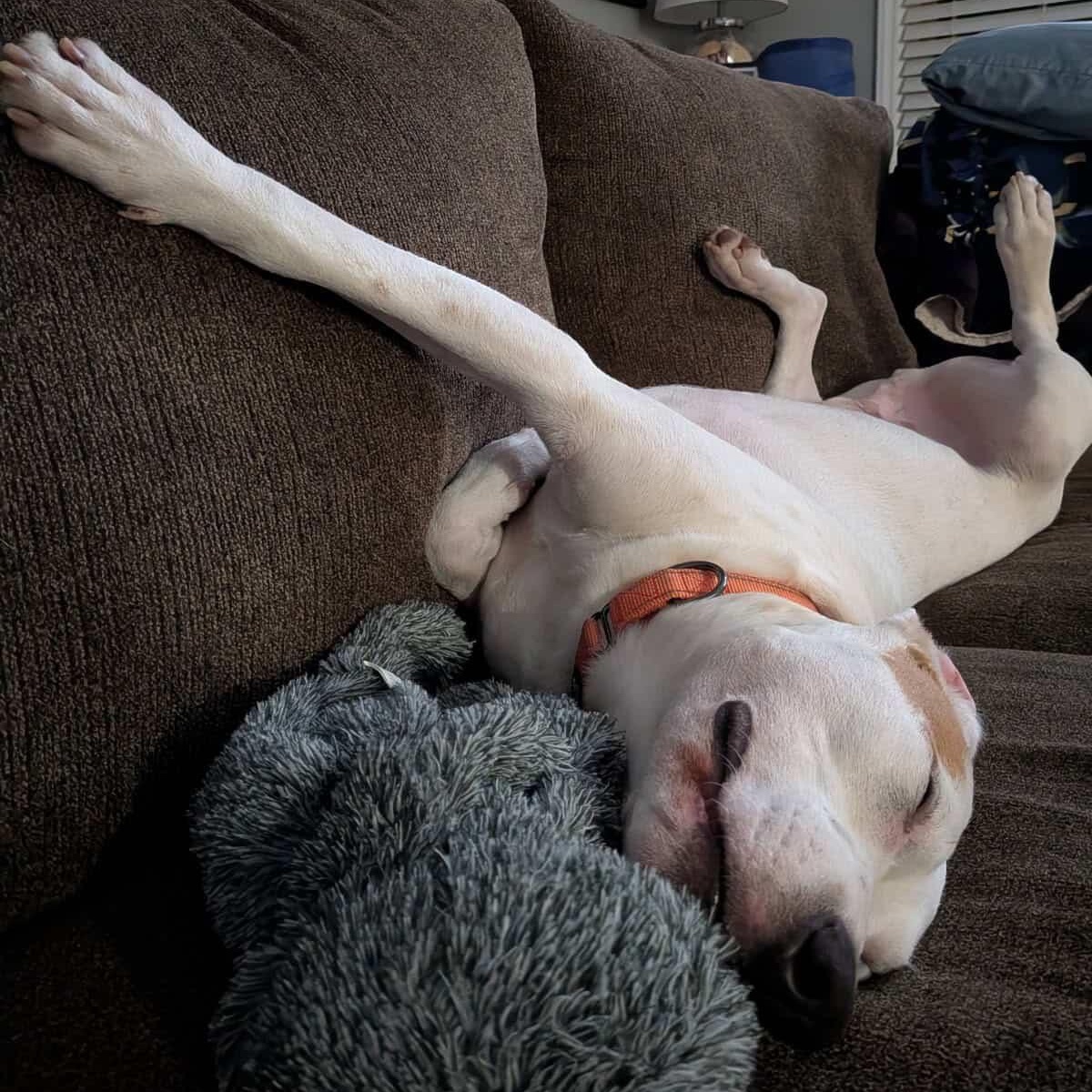 Enlarge Zeus, a ADOPTABLE mixed breed in Rock Hill, SC image 6/6