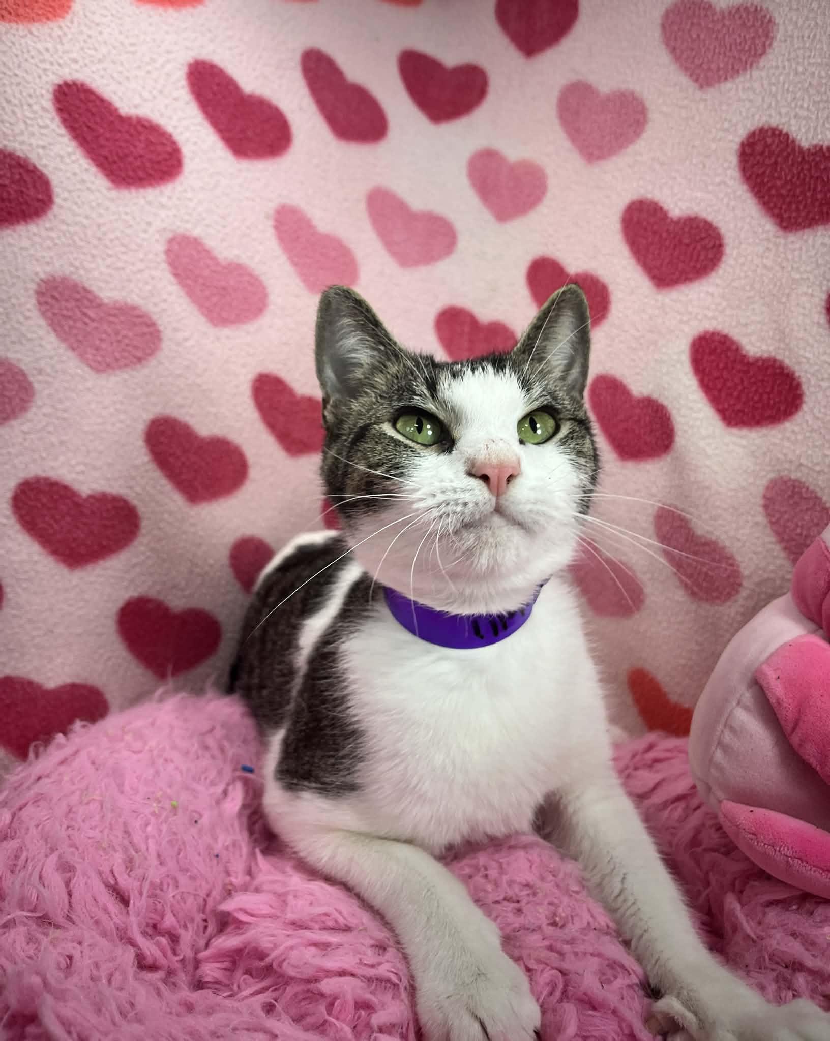 Enlarge Hollie, a ADOPTABLE Domestic Short Hair in Tavares, FL image 2/3