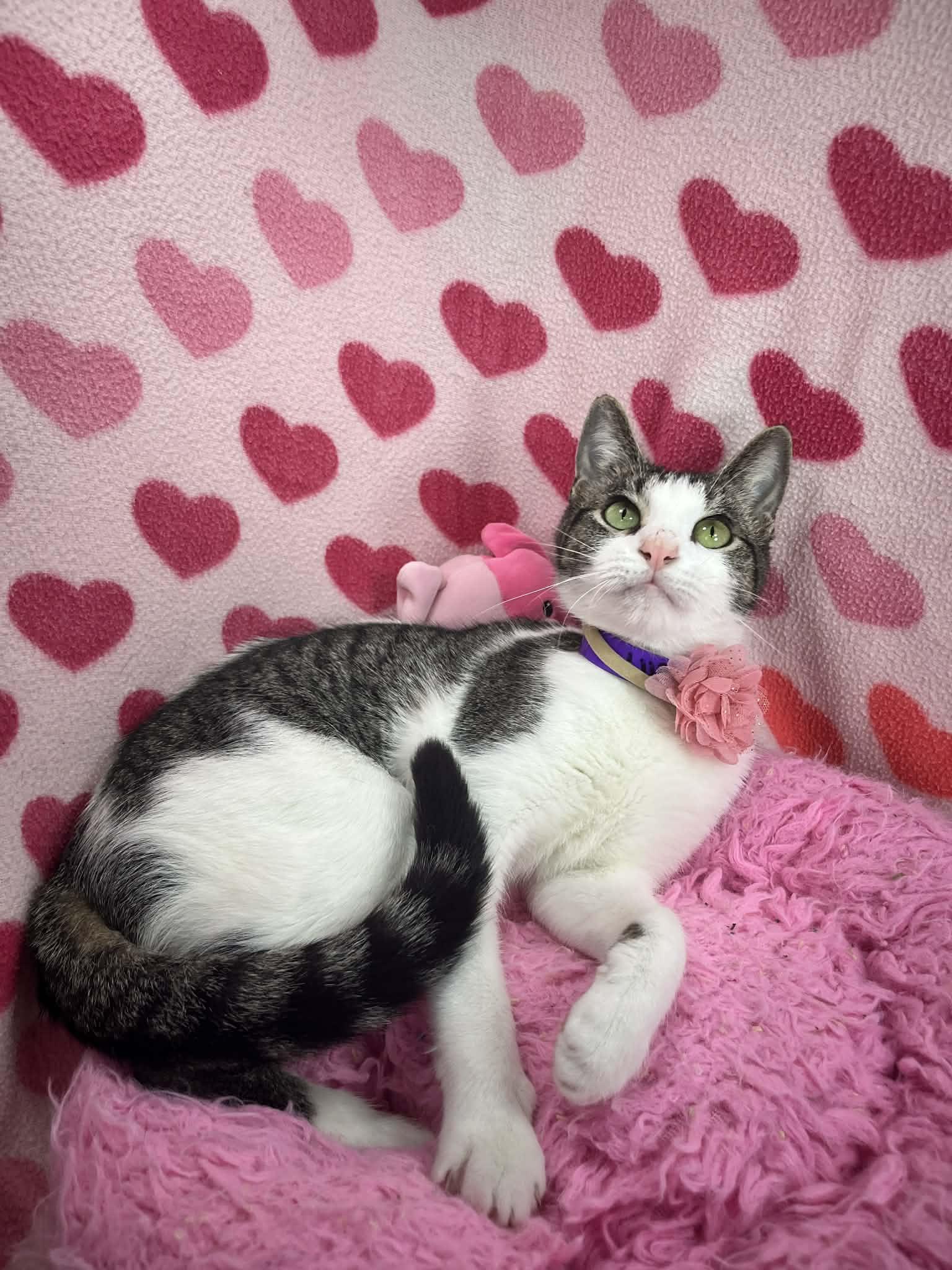 Hollie, ADOPTABLE, Young Female Domestic Short Hair.