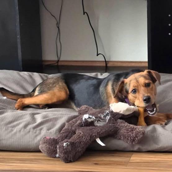 Dandelion, Adoptable, Adult Female Beagle & Hound.