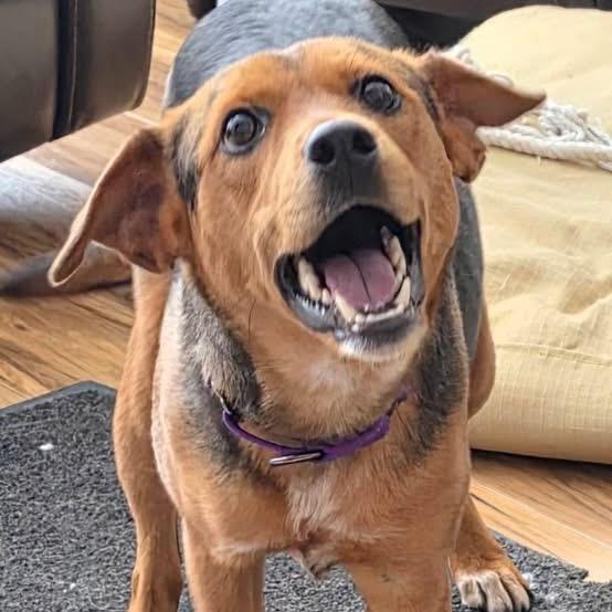 Enlarge Dandelion, a Adoptable mixed breed in Tomah, WI image 2/5