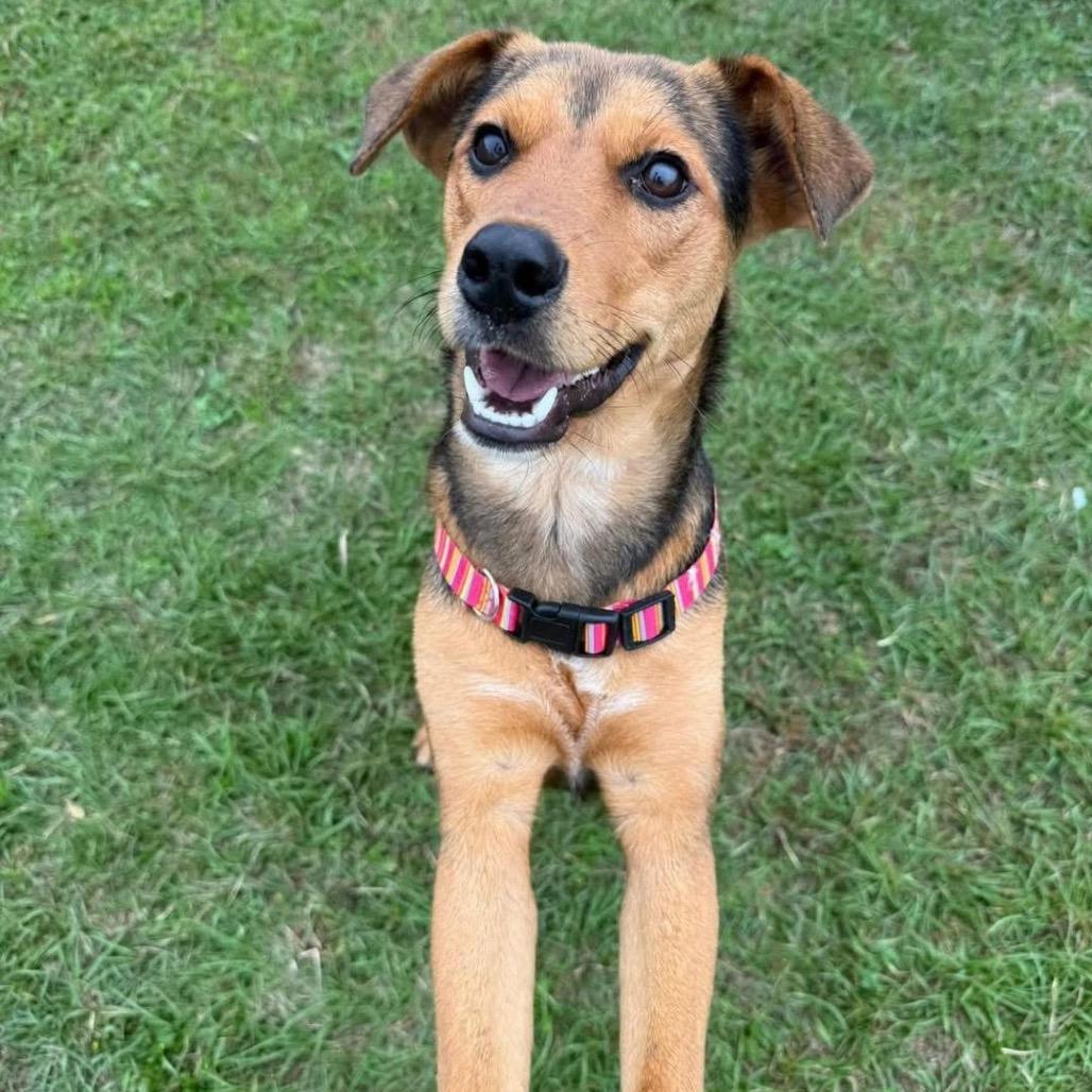 Enlarge Dandelion, a Adoptable mixed breed in Tomah, WI image 3/5