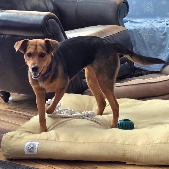 Enlarge Dandelion, a Adoptable mixed breed in Tomah, WI image 5/5