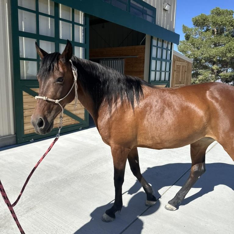 Grace, Adoptable, Senior Female Quarterhorse.