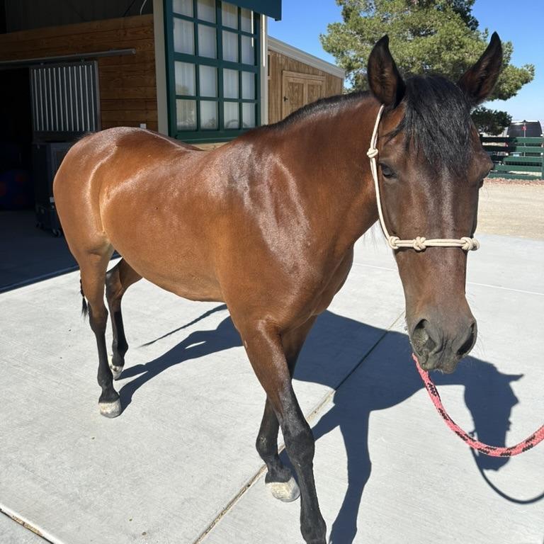 Enlarge Grace, a Adoptable Quarterhorse in Las Vegas, NV image 2/2