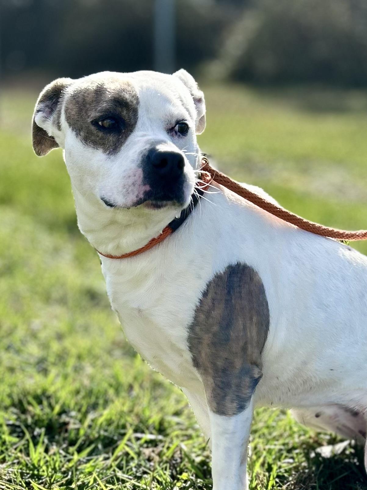 Bella, ADOPTABLE, Adult Female Mixed Breed.