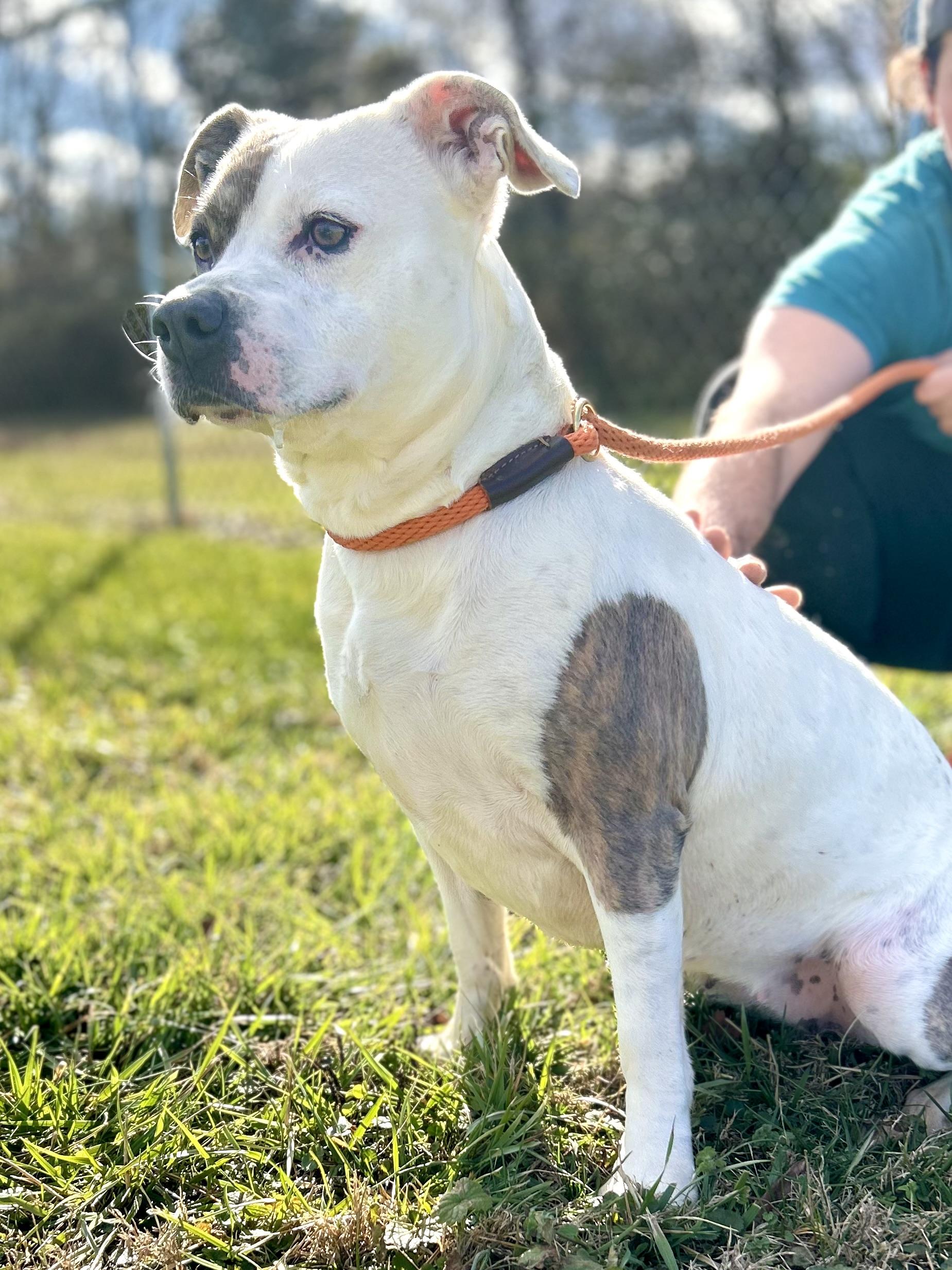 Enlarge Bella, a ADOPTABLE Mixed Breed in Franklin, KY image 2/5