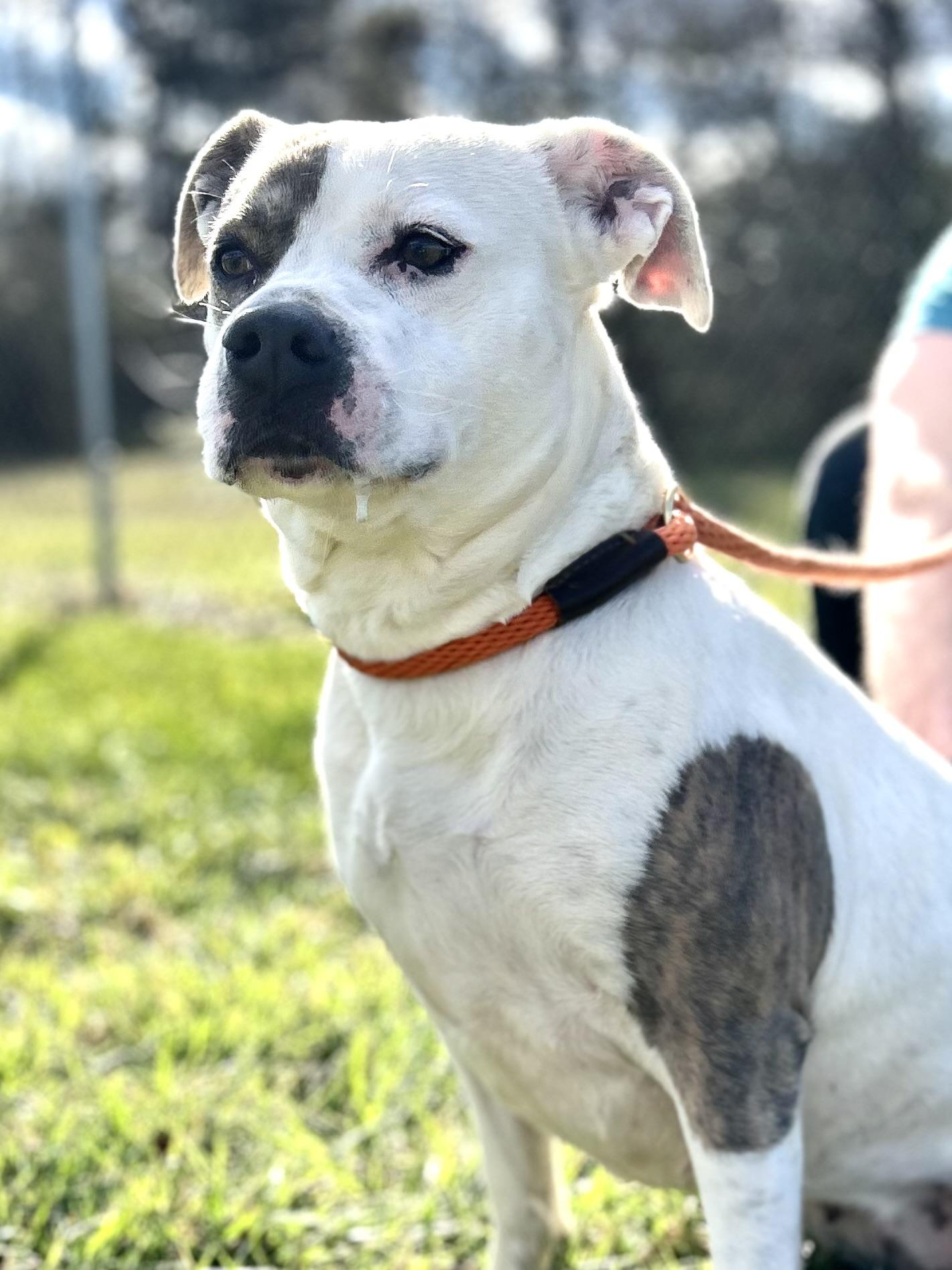 Enlarge Bella, a ADOPTABLE Mixed Breed in Franklin, KY image 3/5
