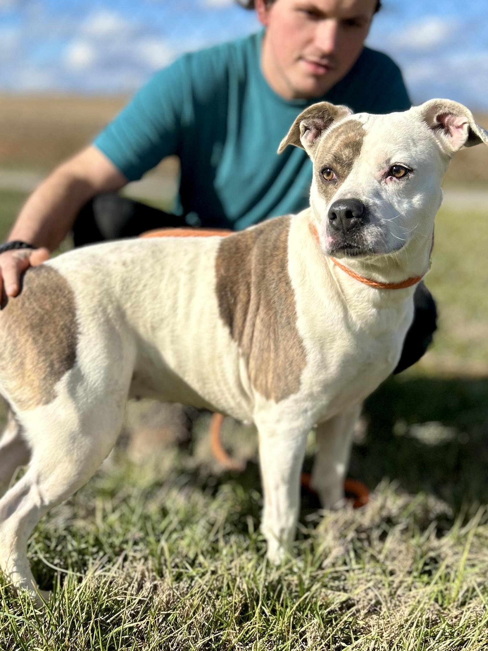 Enlarge Bella, a ADOPTABLE Mixed Breed in Franklin, KY image 5/5