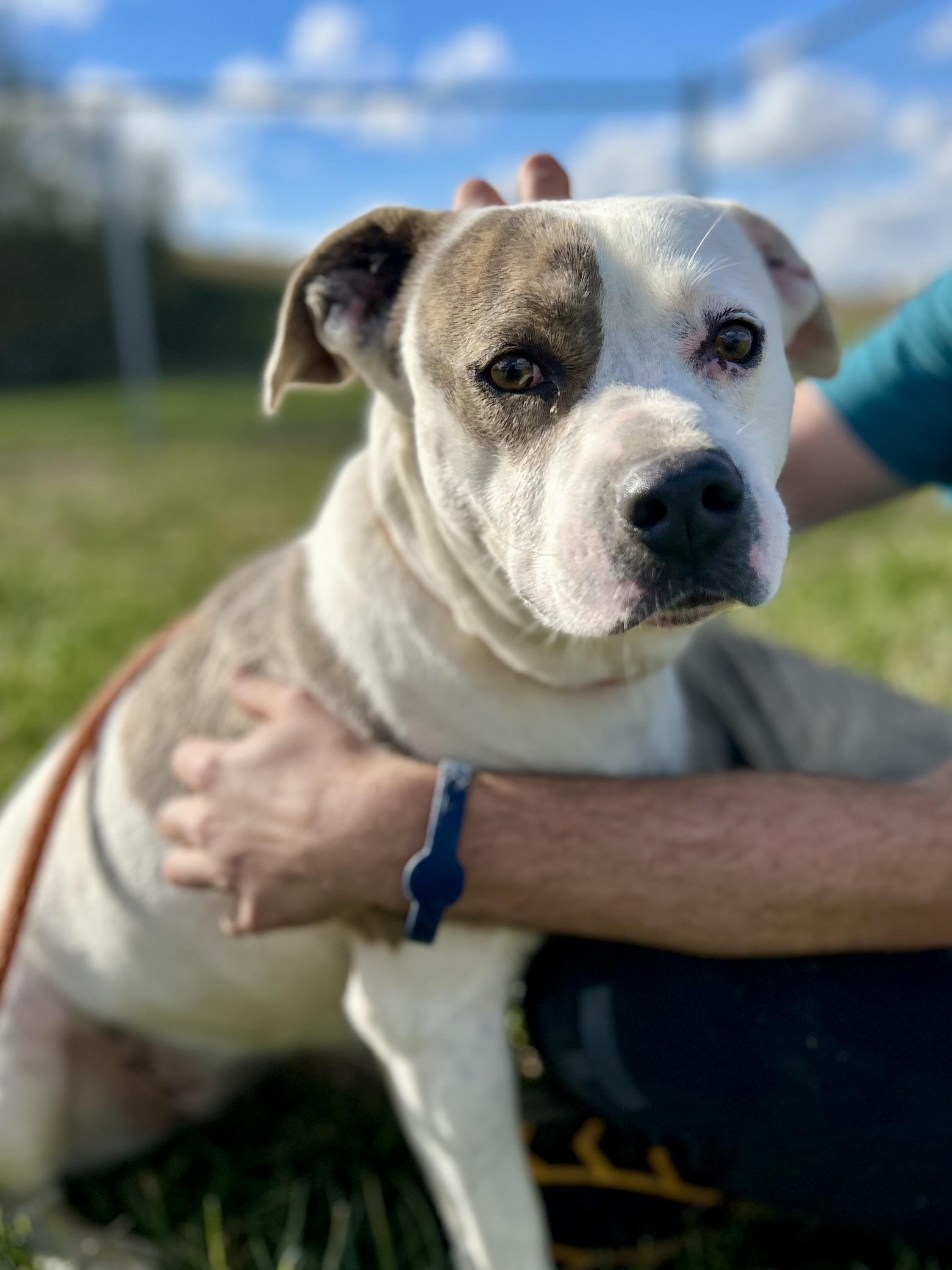 Enlarge Bella, a ADOPTABLE Mixed Breed in Franklin, KY image 4/5