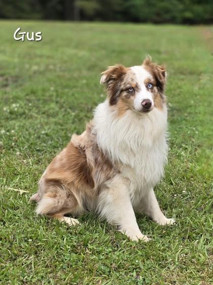 Enlarge Gus, a ADOPTABLE Australian Shepherd in SYLVANIA, GA image 4/4