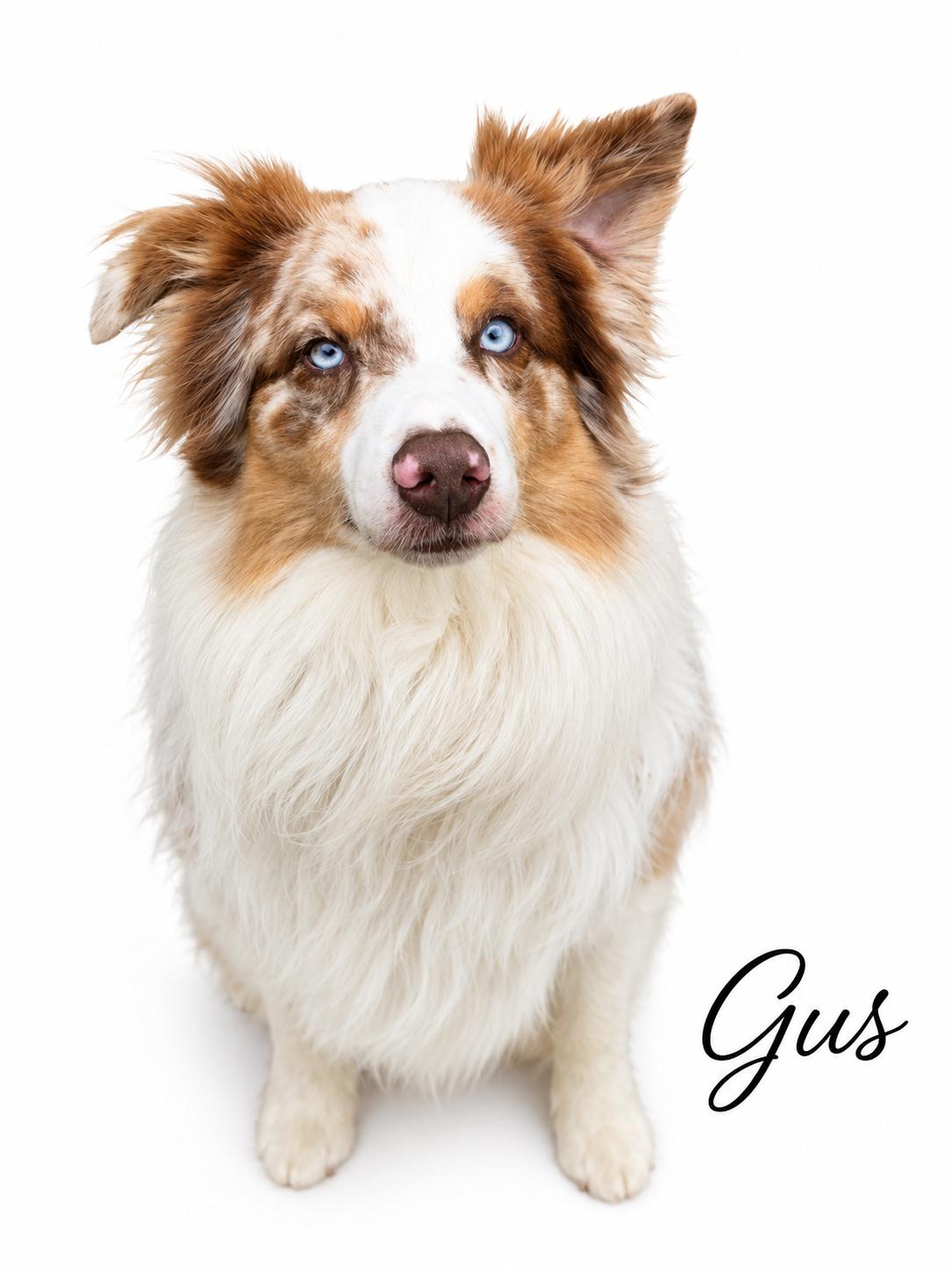 Enlarge Gus, a ADOPTABLE Australian Shepherd in SYLVANIA, GA image 3/4