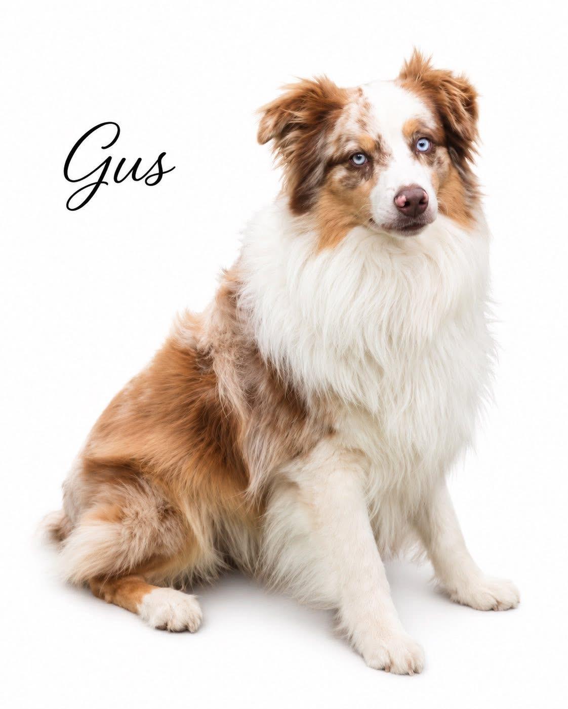 Enlarge Gus, a ADOPTABLE Australian Shepherd in SYLVANIA, GA image 1/4