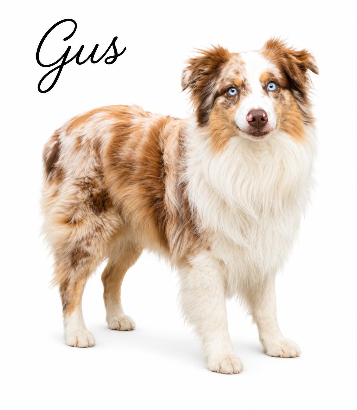 Enlarge Gus, a ADOPTABLE Australian Shepherd in SYLVANIA, GA image 2/4
