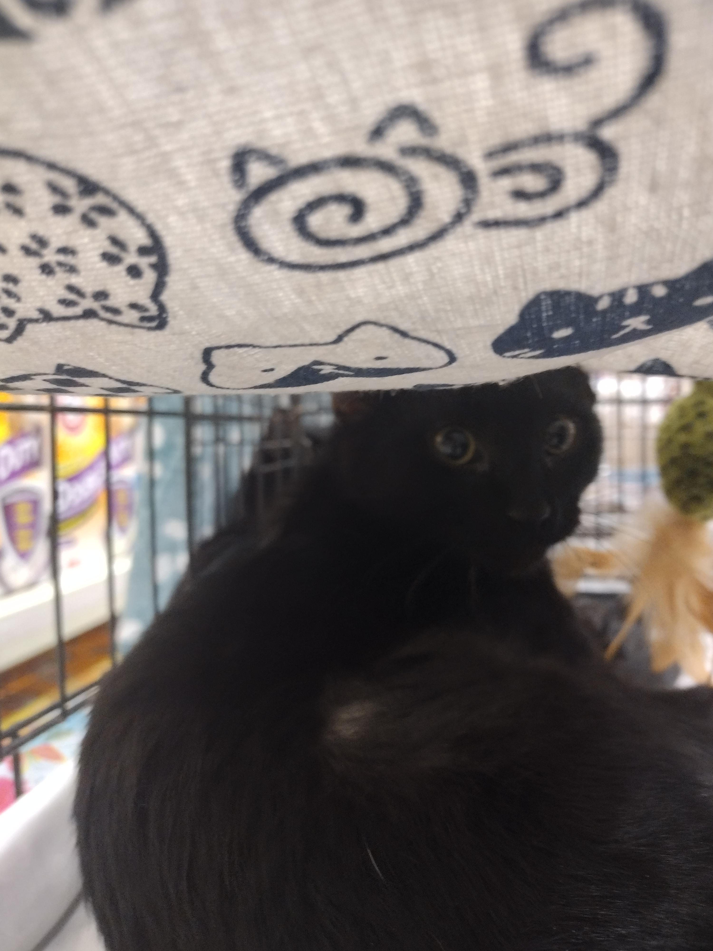 Enlarge Jovi, a Adoptable mixed breed in Arlington, TX image 5/5