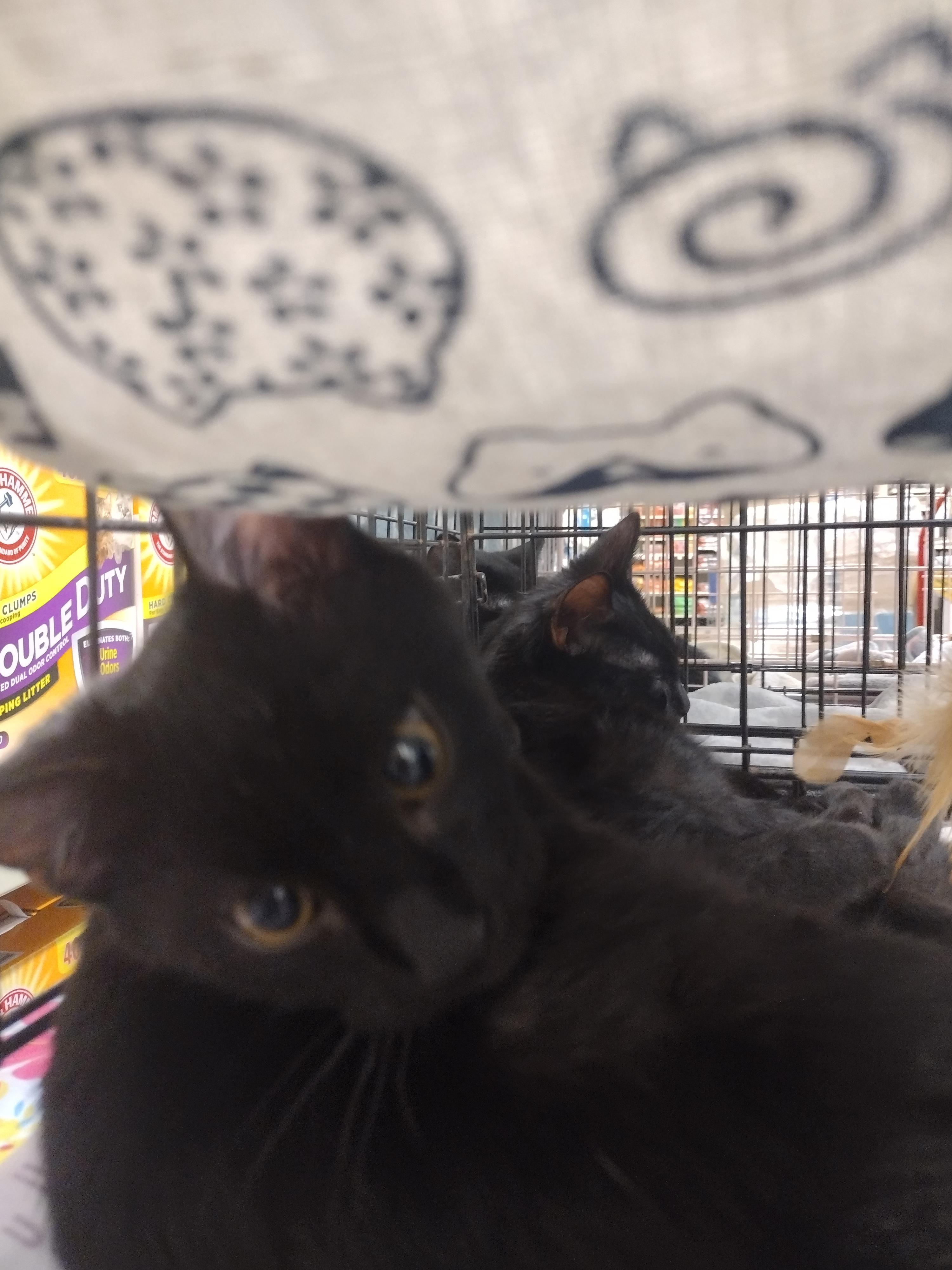 Enlarge Jovi, a Adoptable mixed breed in Arlington, TX image 4/5