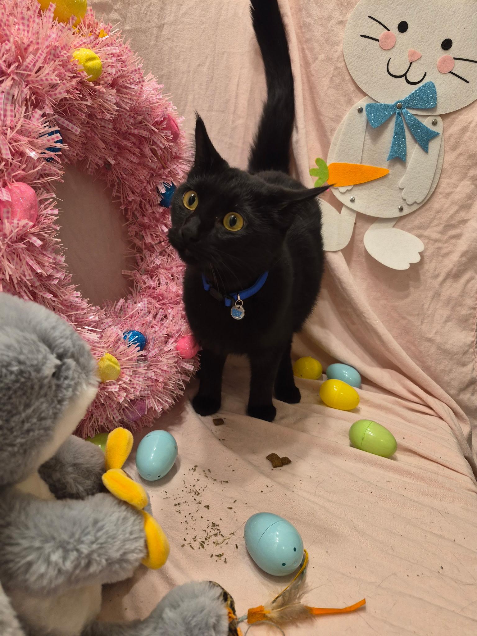 Enlarge Jovi, a Adoptable mixed breed in Arlington, TX image 3/5