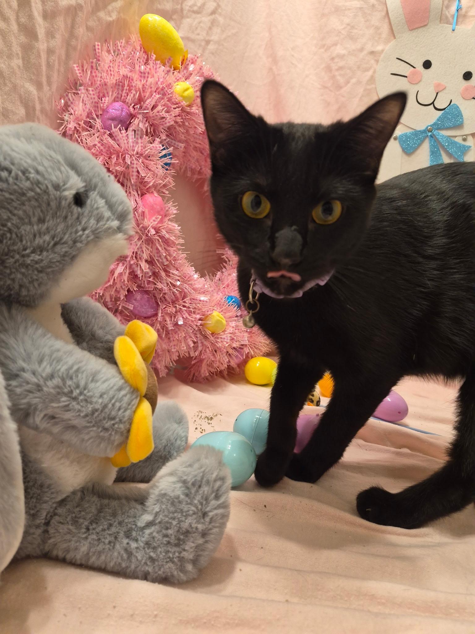 Jovi, Adoptable, Young Male Bombay & Domestic Short Hair.