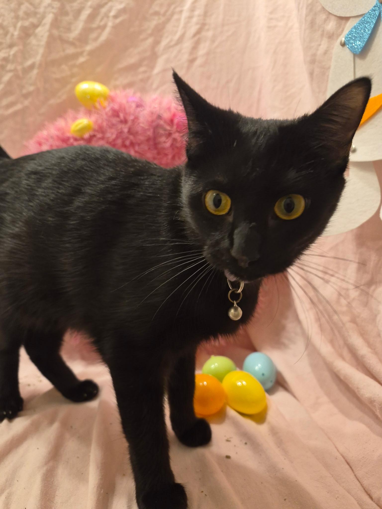 Enlarge Jovi, a Adoptable mixed breed in Arlington, TX image 2/5