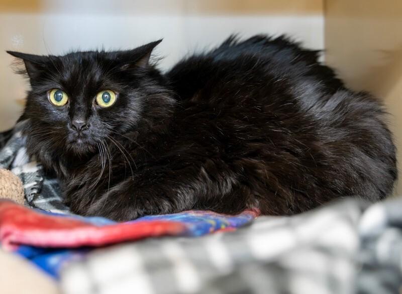 Riri, a Adoptable Domestic Long Hair in Arlington, WA image 1/2