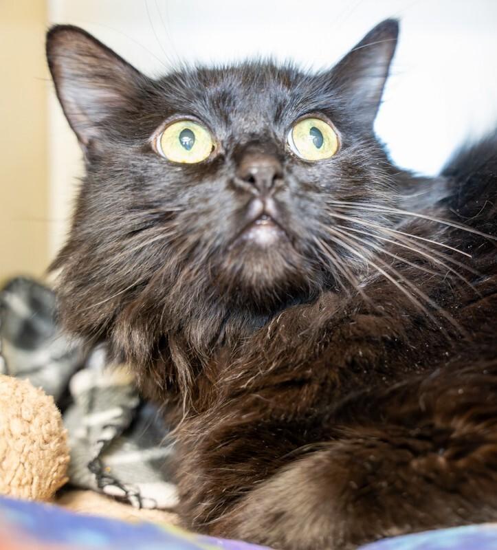 Riri, a Adoptable Domestic Long Hair in Arlington, WA image 2/2