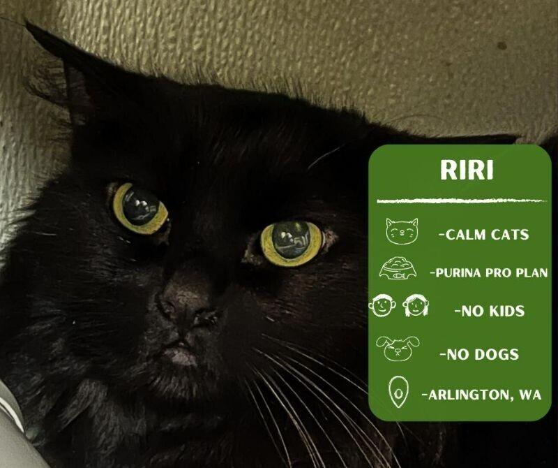 Enlarge Riri, a Adoptable Domestic Long Hair in Arlington, WA image 1/1