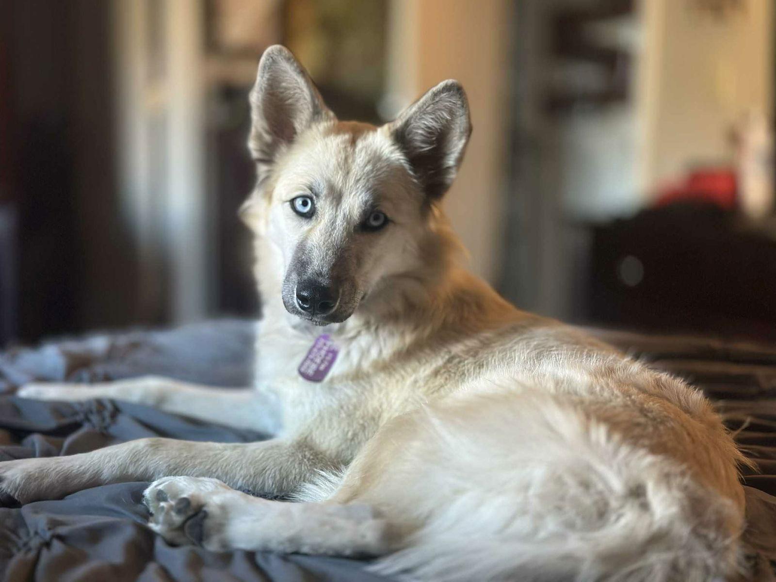 Crue, a Adoptable Mixed Breed in Littleton, CO image 1/2