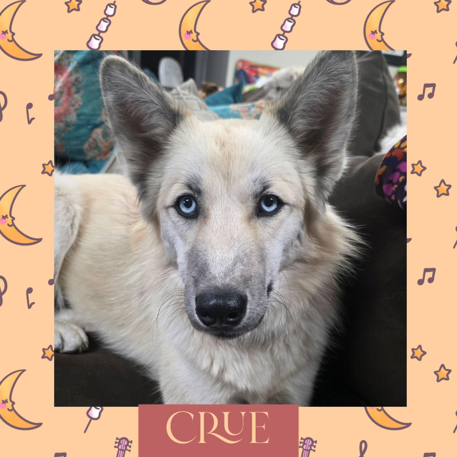 Crue, a Adoptable Mixed Breed in Littleton, CO image 2/2