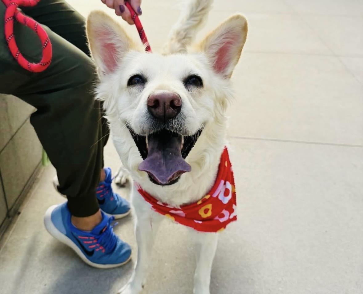 SUNDAE, Adoptable, Young Female Siberian Husky & Chow Chow.