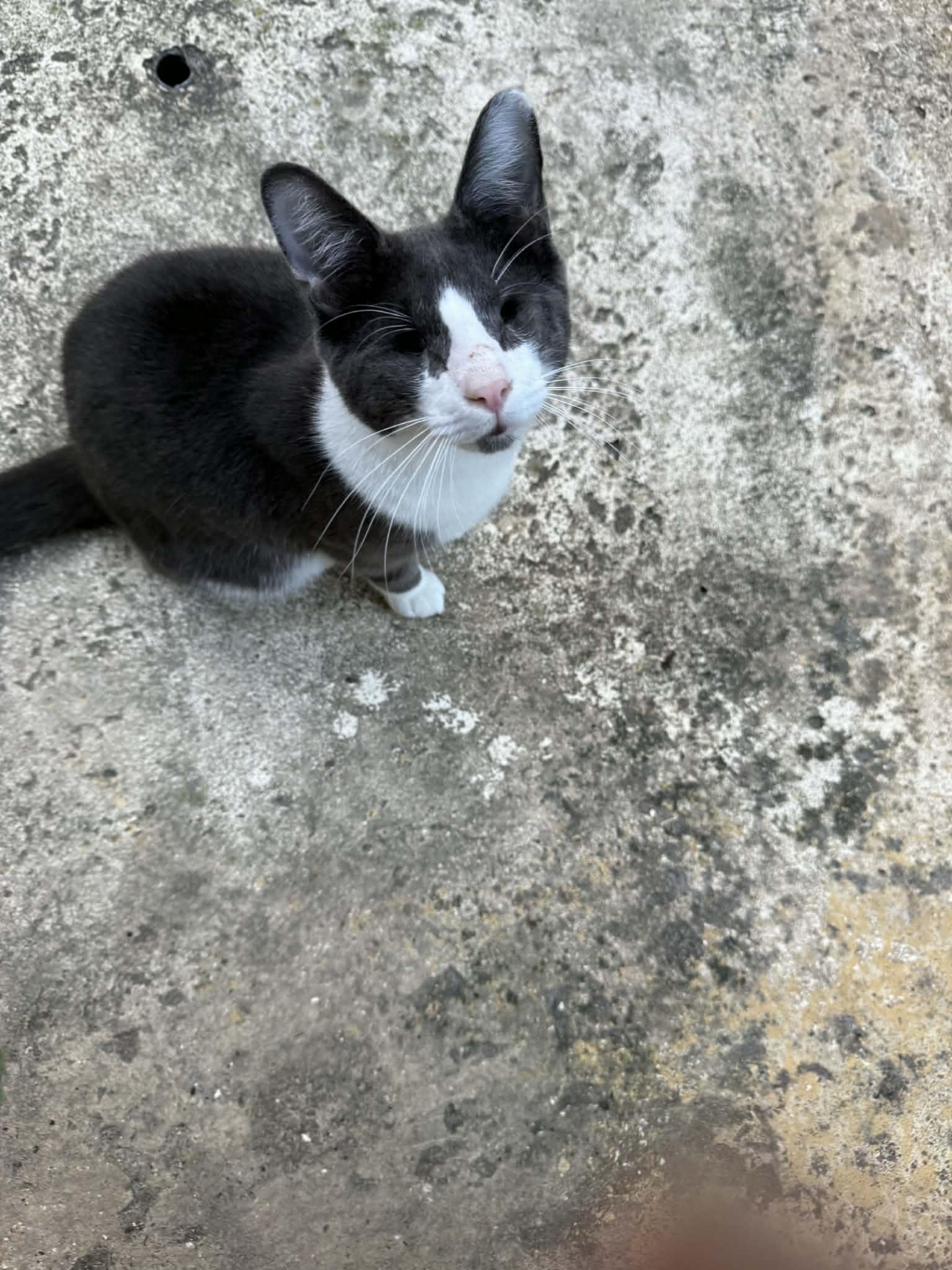 Cinco, ADOPTABLE, Kitten Male Tuxedo.