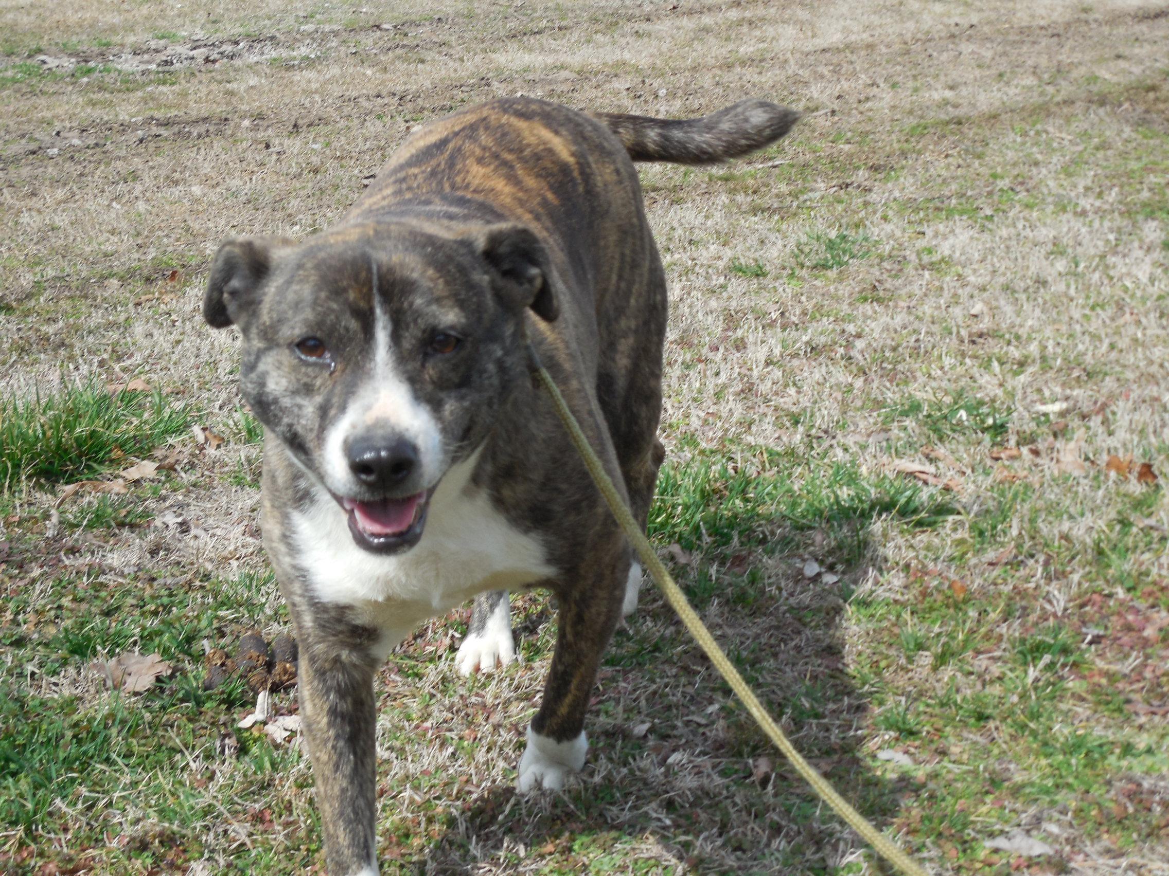 Kate, Adoptable, Adult Female Mountain Cur.