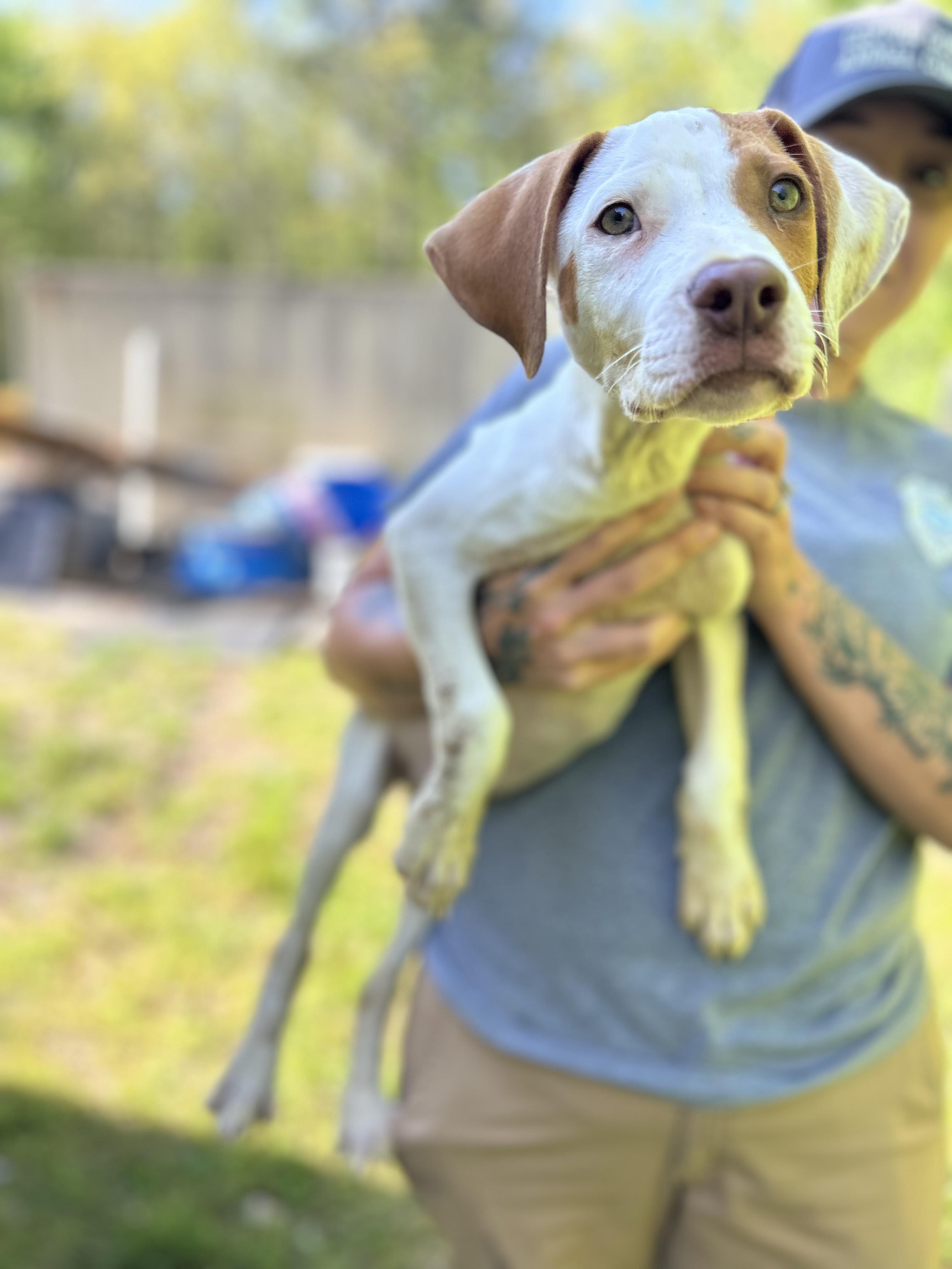 Enlarge Andy, a ADOPTABLE mixed breed in Manchester, TN image 3/3