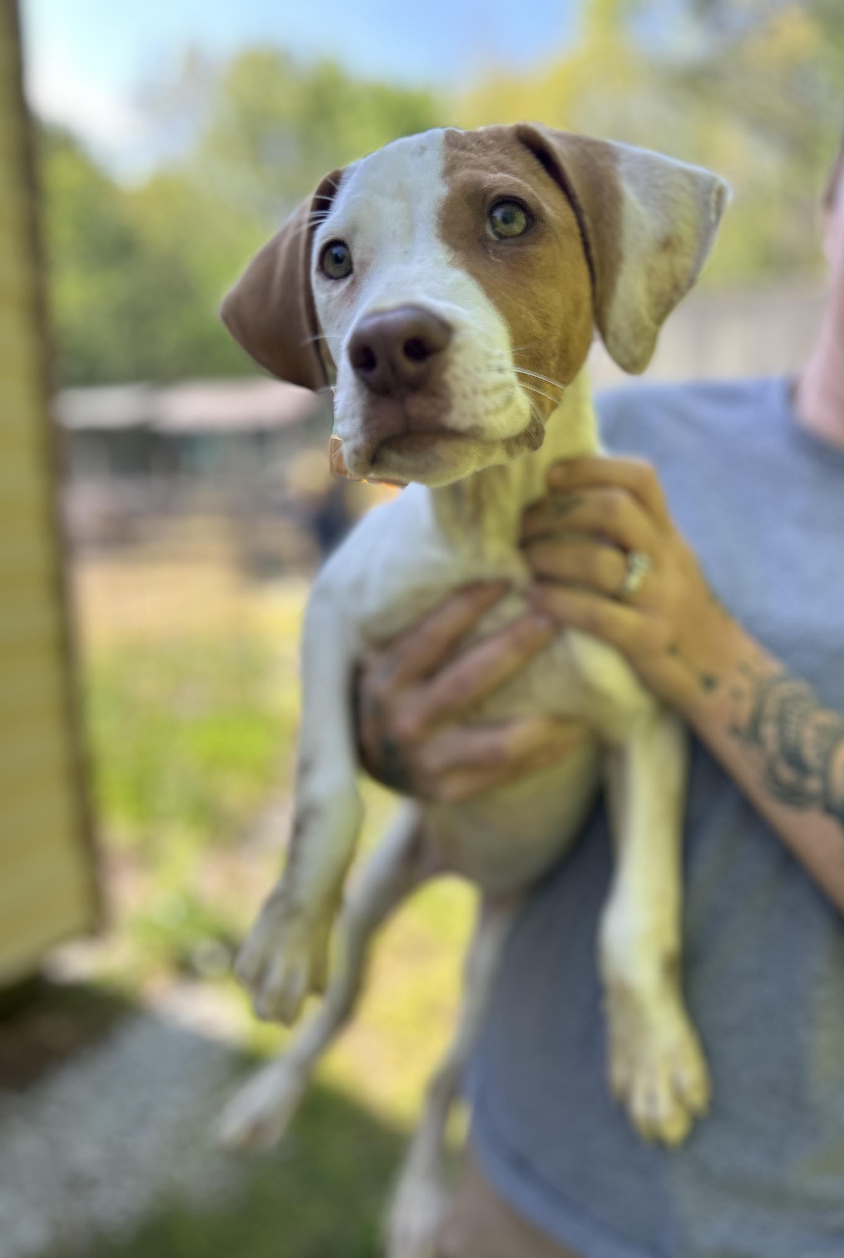 Andy, ADOPTABLE, Puppy Male Hound.