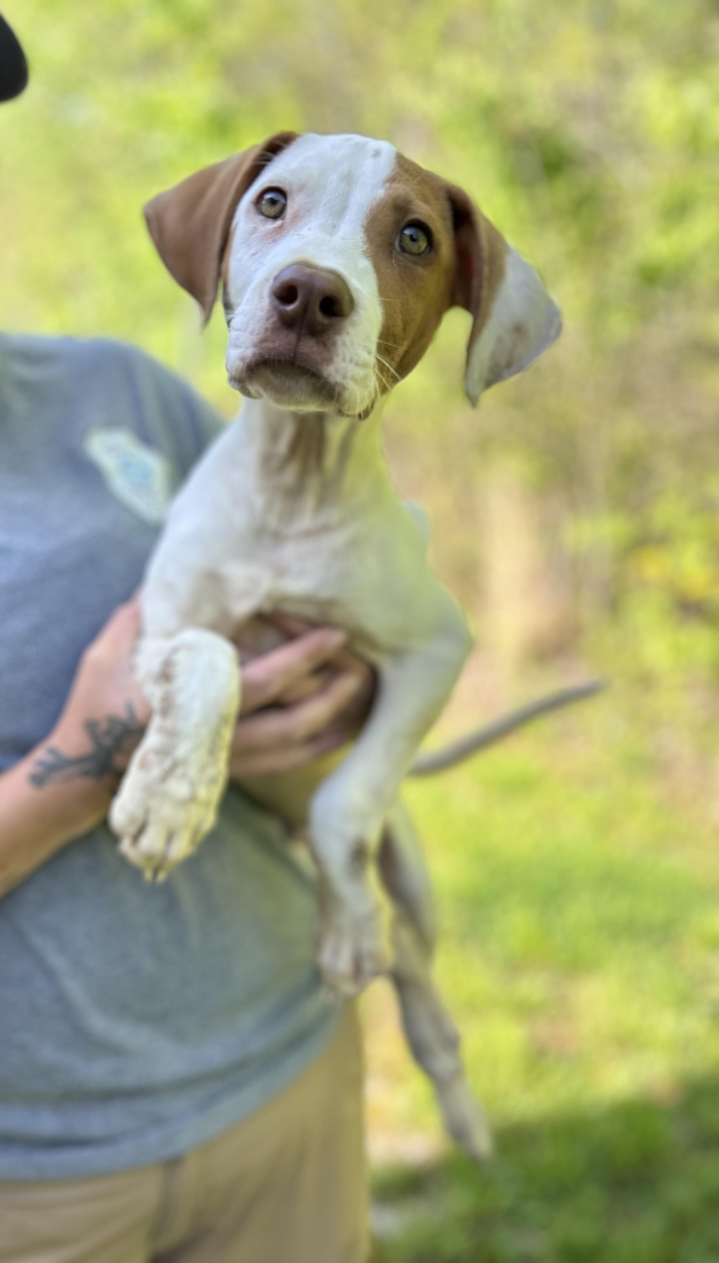 Enlarge Andy, a ADOPTABLE mixed breed in Manchester, TN image 2/3
